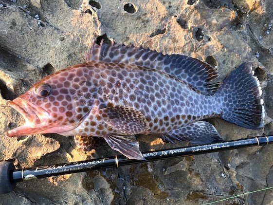 オオモンハタ釣りはひとつテンヤで楽しもう 食べて美味しい高級魚の釣り方や食べ方をご紹介します 釣りまとめアンテナ