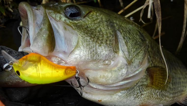 バスとルアーのアップ写真