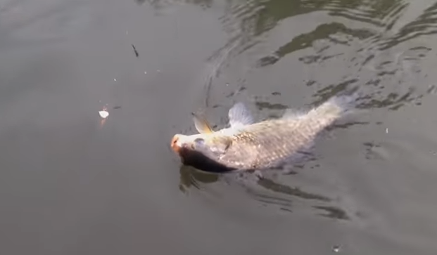 魚のアップ写真