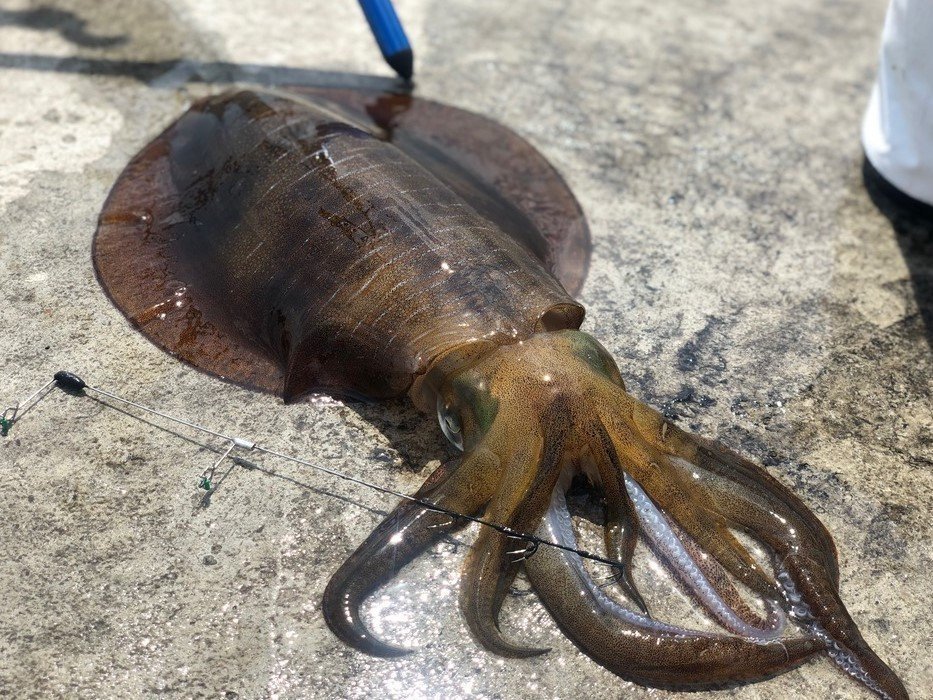 アオリイカを釣りに行こう バーチカルエギングでのアオリイカの釣り方やタックル 食べ方までご紹介します