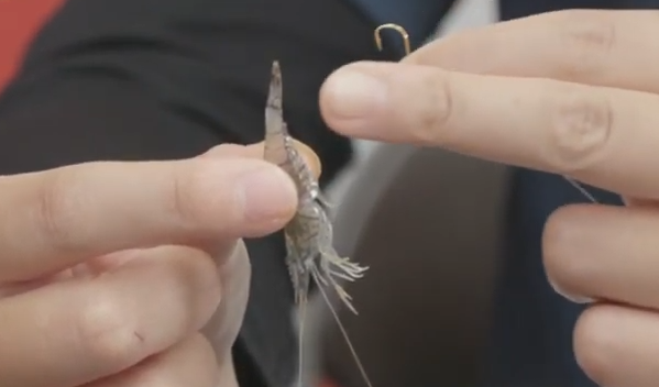 モエビとハリのアップ写真