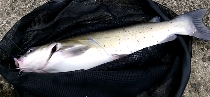 魚のアップ写真