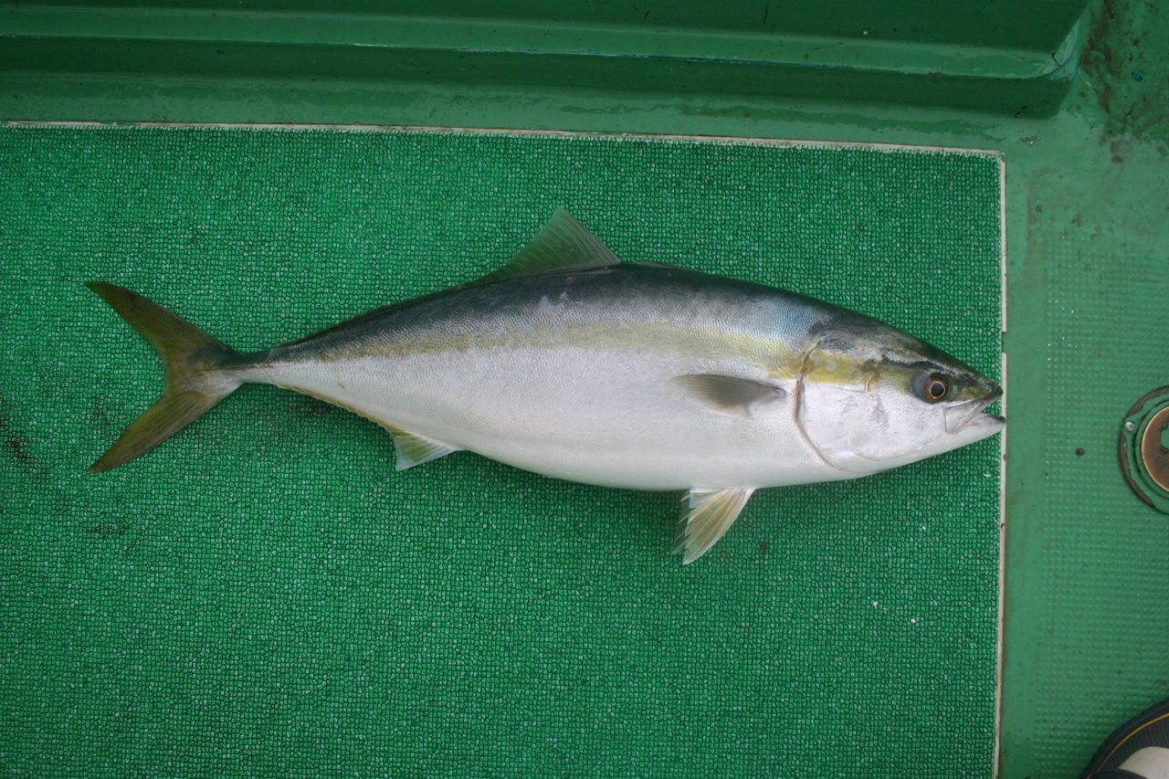 イナダを落とし込み釣りで狙おう ブリの若魚 イナダの釣り方やタックル 美味しい食べ方まで大公開