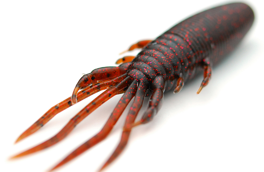 ワームのアップ写真