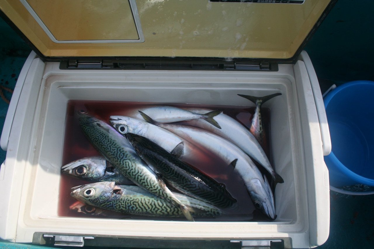 釣れたマサバの写真