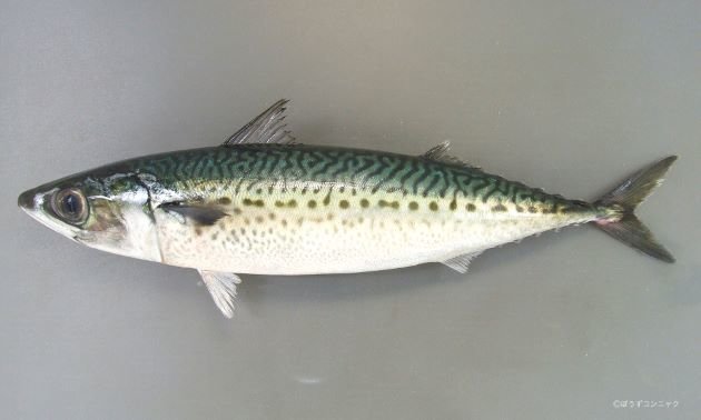 ゴマサバの写真