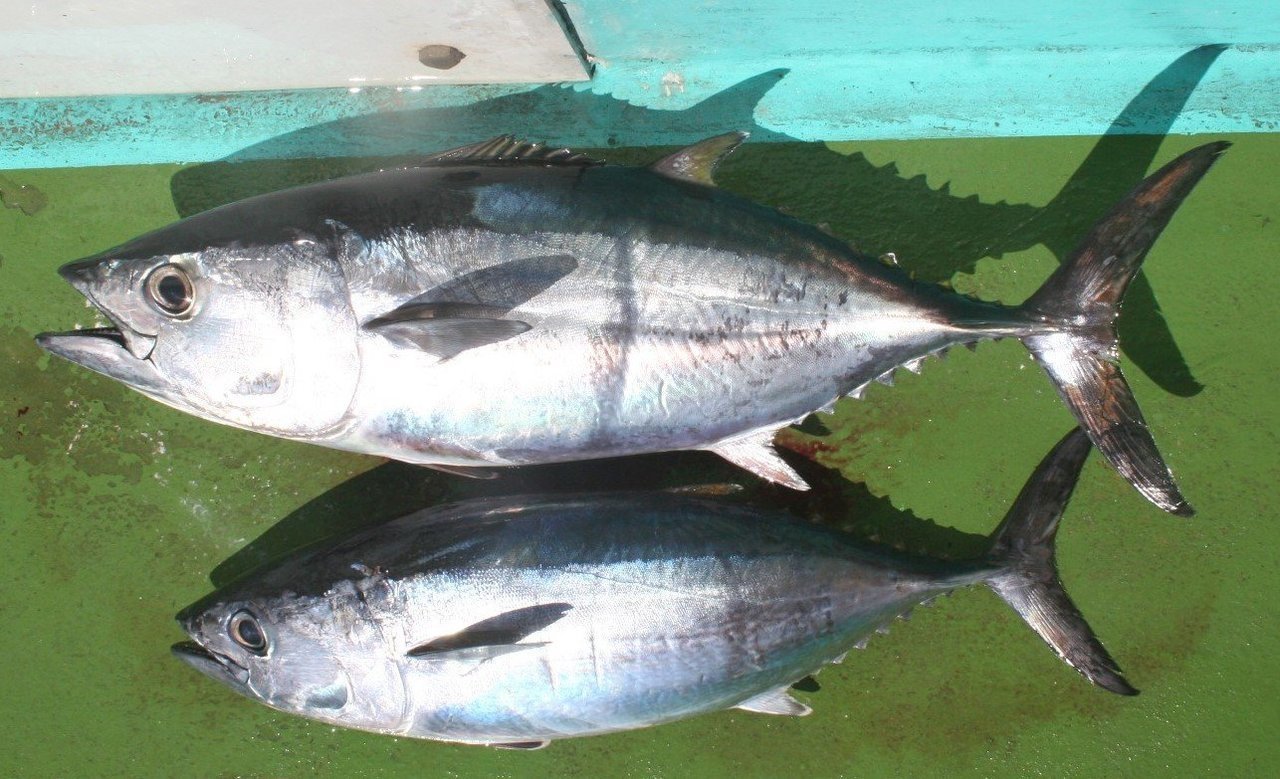 マグロってどんな魚 マグロの生態や幼魚 ヨコワの釣り方 美味しい食べ方レシピまで大公開 釣りまとめアンテナ マグロってどんな魚 マグロの生態や幼魚 ヨコワの釣り方 美味しい食べ方レシピまで大公開 釣りまとめアンテナ
