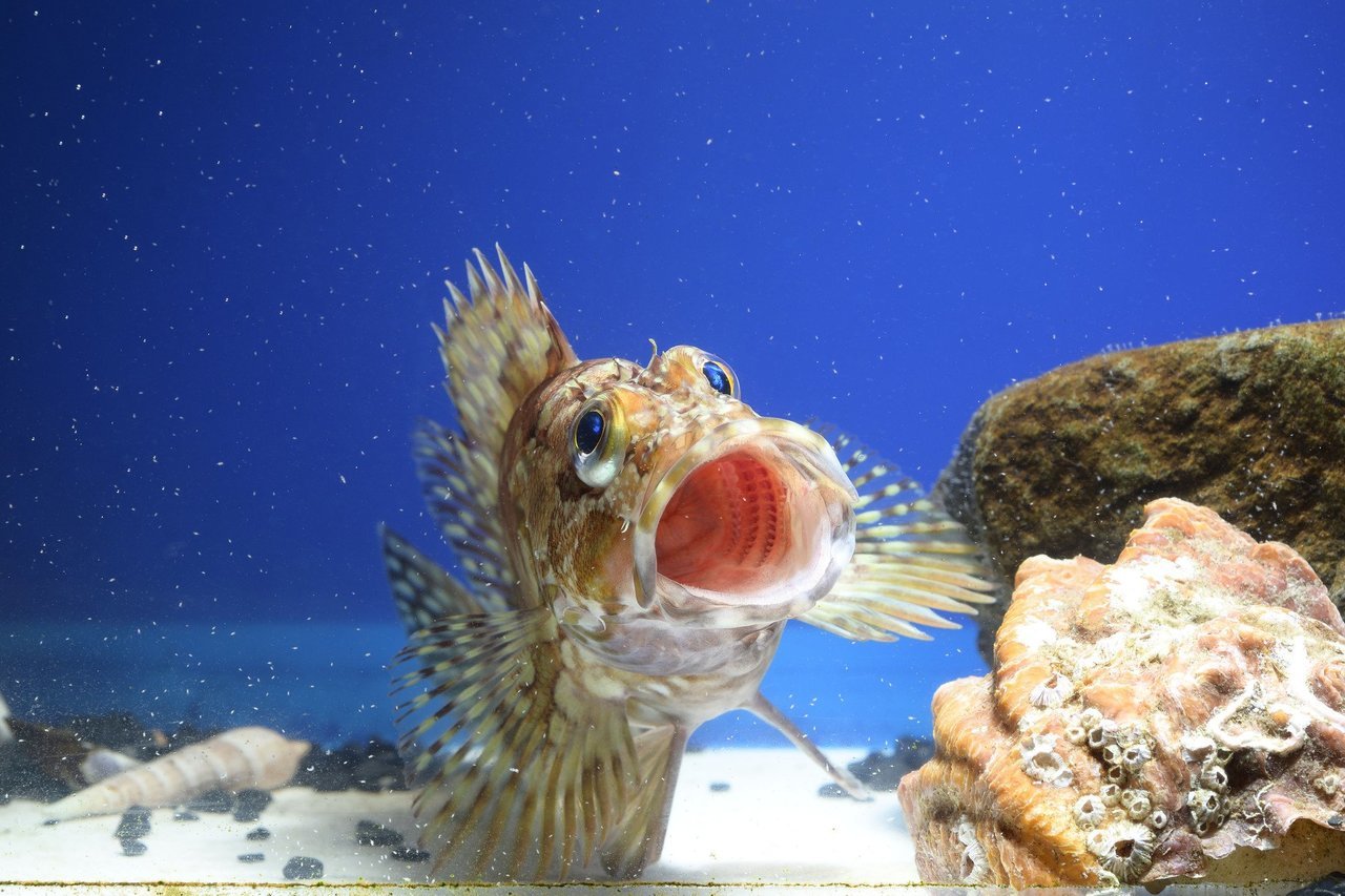 アラカブってどんな魚なの 味噌汁や唐揚げに料理すると美味しい穴釣り対象魚