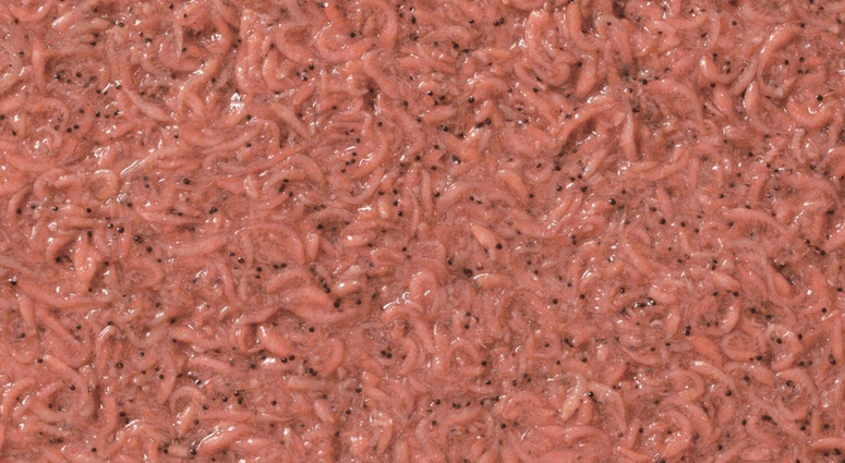 配合エサのアップ写真