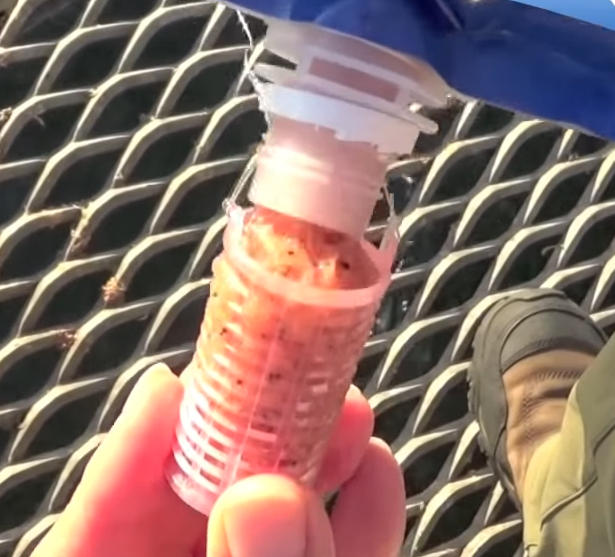 配合エサのアップ写真