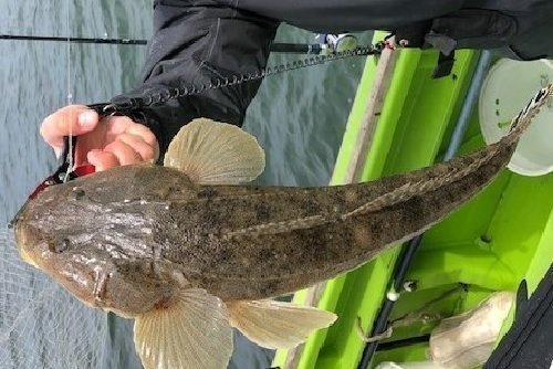 マゴチ釣りって超楽しい 釣り方別のオススメタックルや釣りのコツをご紹介します 釣りまとめアンテナ マゴチ釣りって超楽しい 釣り方別のオススメタックルや釣りのコツをご紹介します 釣りまとめアンテナ