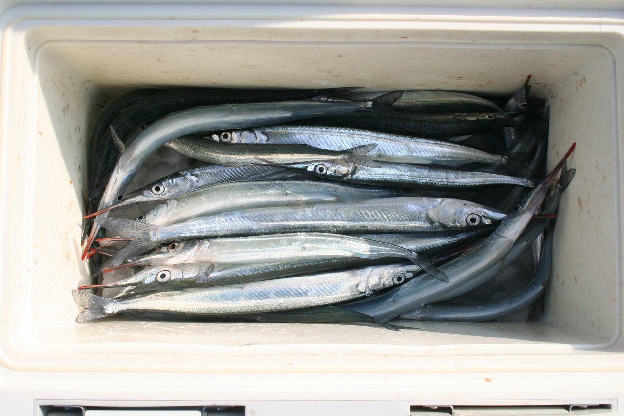 サヨリはウキ釣りする 投げ釣りする 釣り方のコツや生態 美味しい食べ方までご紹介します