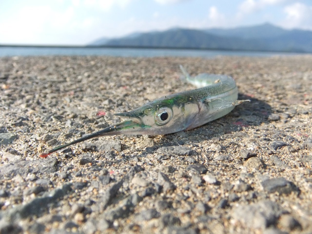 サヨリのウキ釣り入門編 堤防での釣り方や仕掛けを解説します