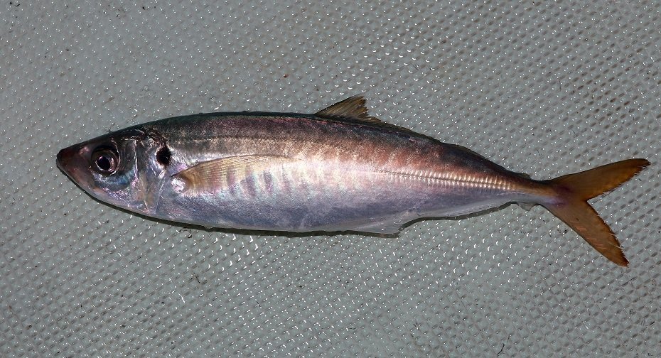 ムロアジの写真