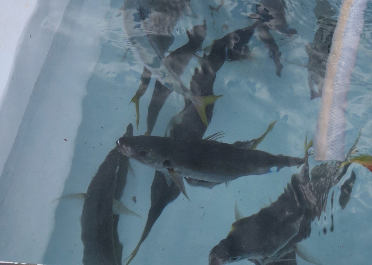 ムロアジの写真