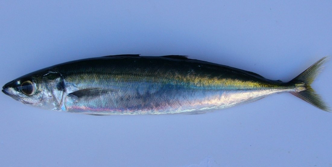 ムロアジの写真