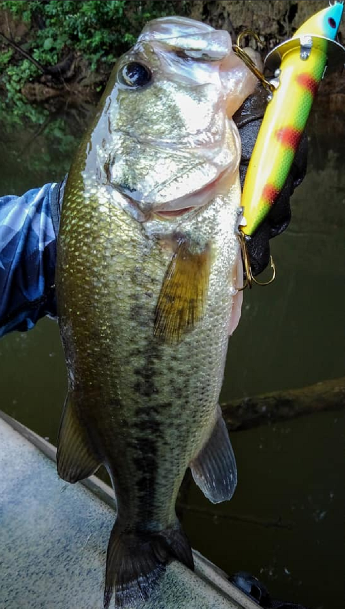 ルアーと魚のアップ写真