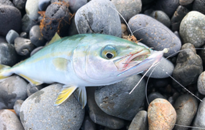 魚のアップ写真