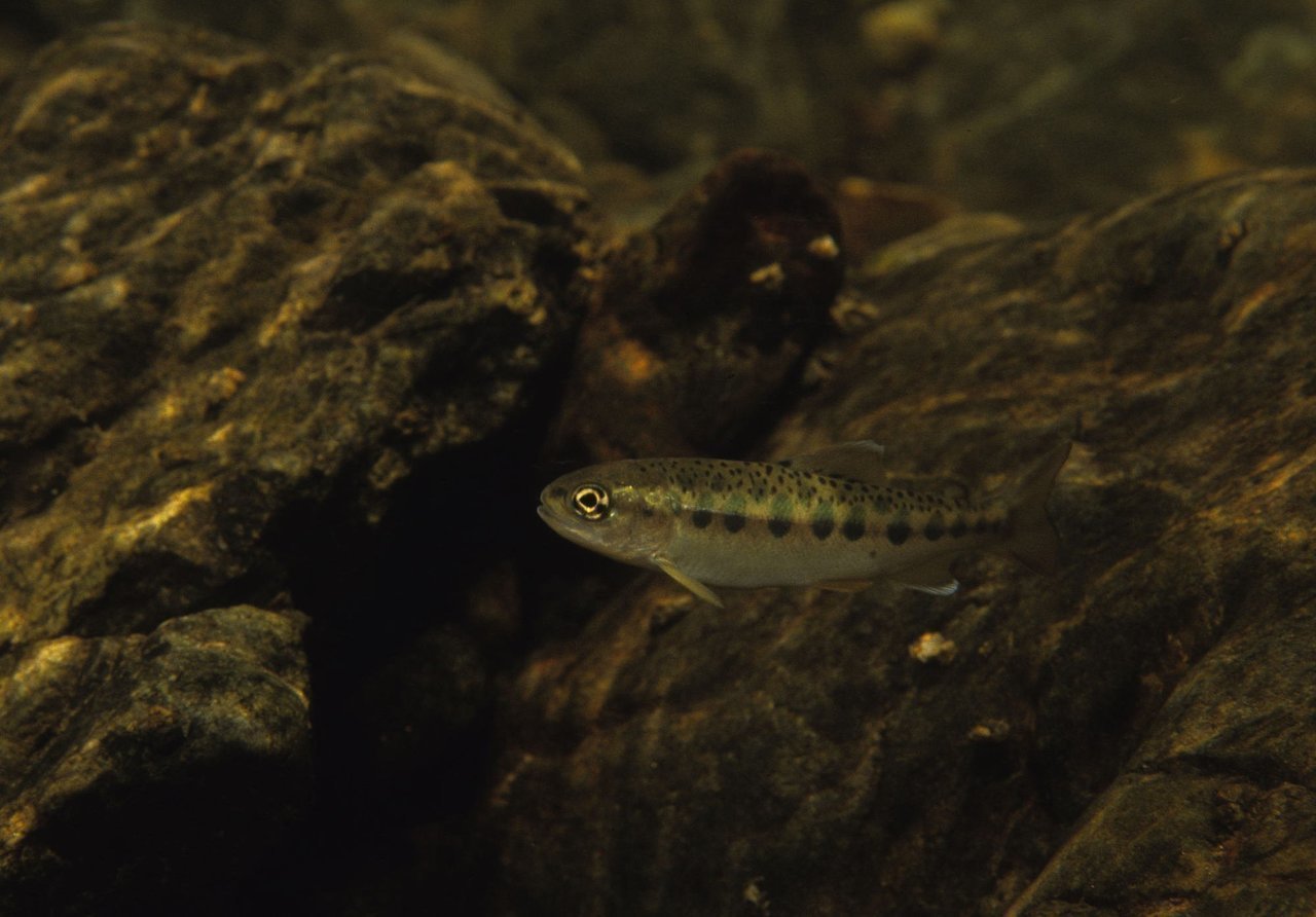 ヤマメの写真