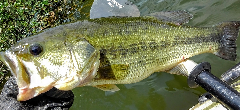 バスのアップ写真