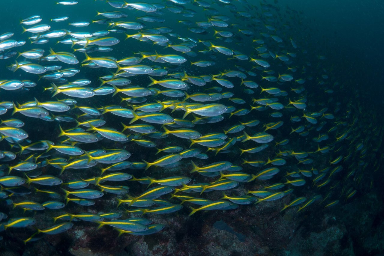 タカベの群れの写真