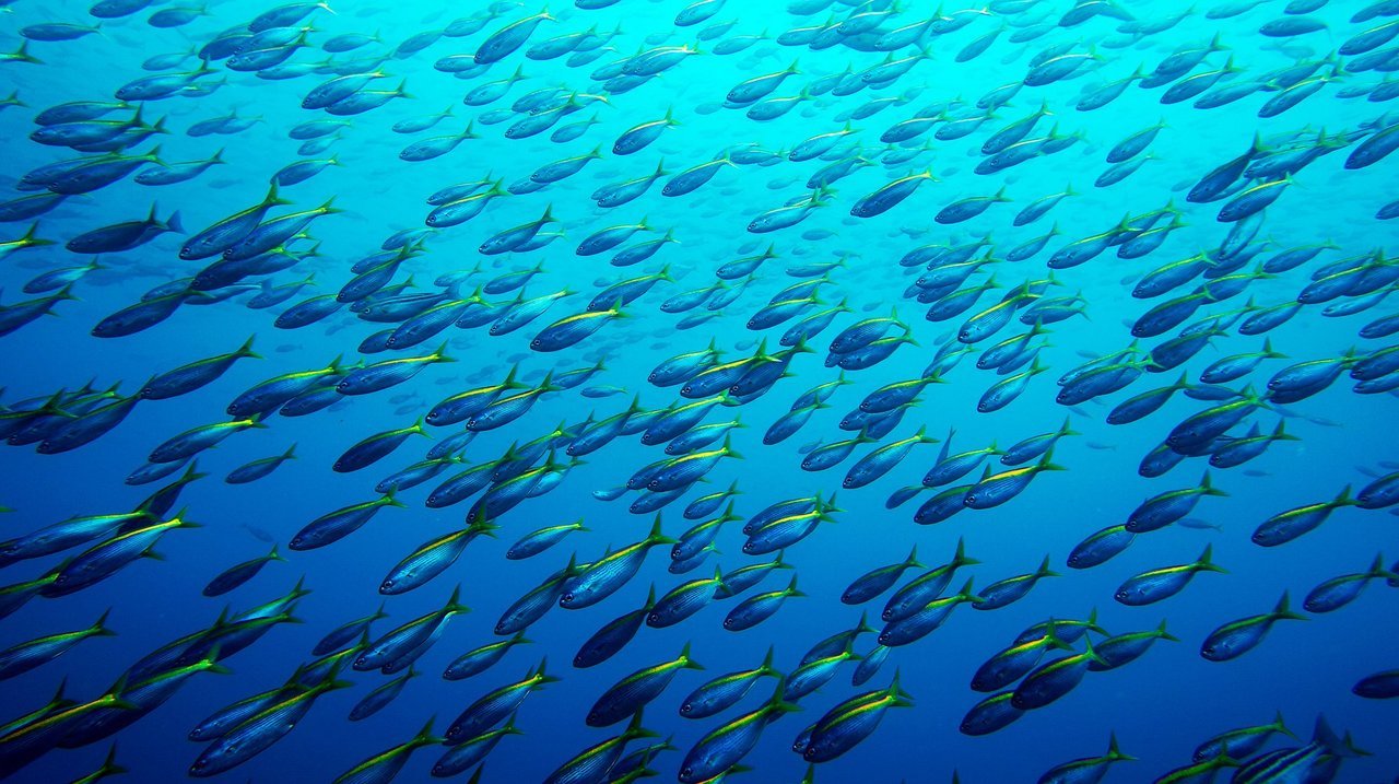 タカベってどんな魚 小型の高級魚タカベを釣って食べてみよう