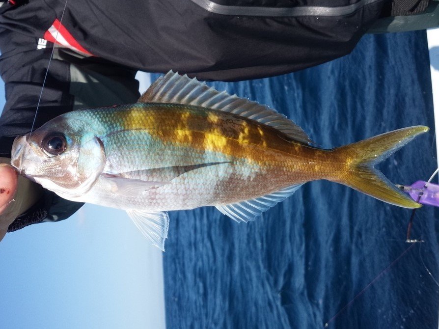 ウメイロの写真