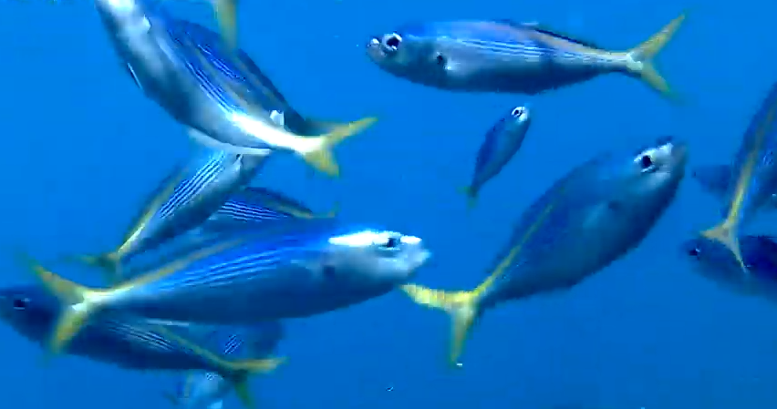 タカベってどんな魚 伊豆諸島でよく釣れる夏の小型高級魚を詳しくチェック