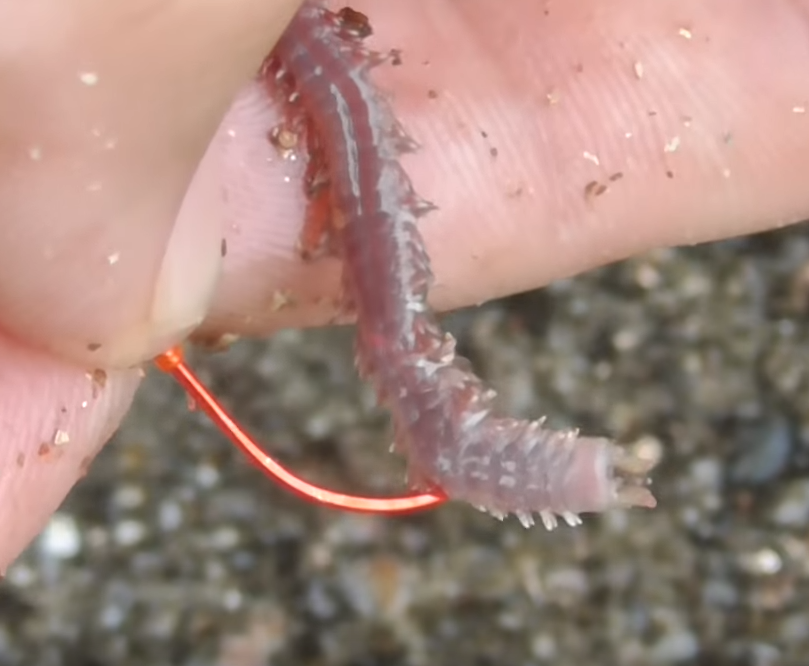 釣り餌のアップ写真