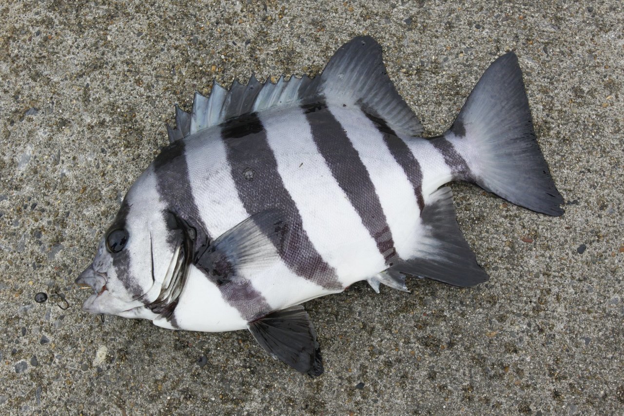 サンバソウ特集 イシダイの幼魚 サンバソウ の釣り方と食べ方