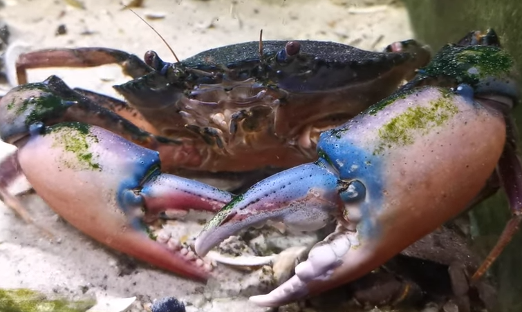 カニのアップ写真