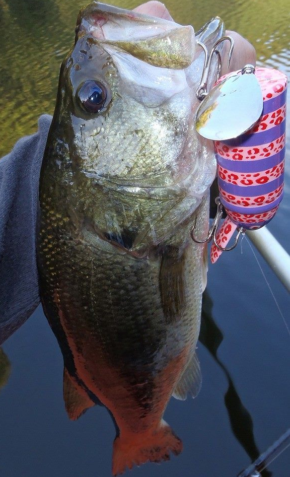 バスとルアーのアップ写真