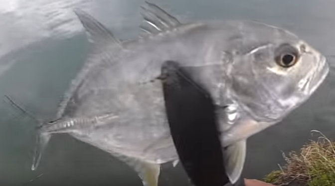 魚のアップ写真