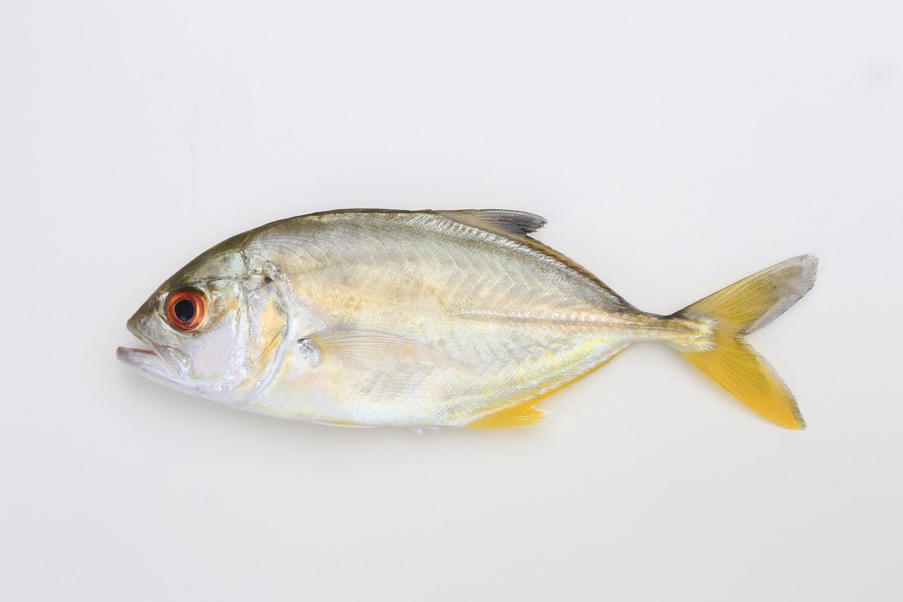 メッキアジをルアーで釣りたい 銀色に輝くライトソルトゲームの対象魚