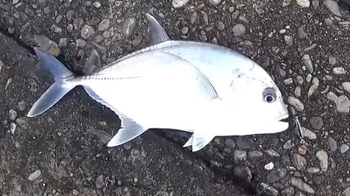 メッキアジをルアーで釣りたい 銀色に輝くライトソルトゲームの対象魚