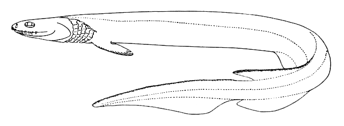 ラブカってどんな魚なの ゴジラ第1形態に似た深海サメを詳しくチェック