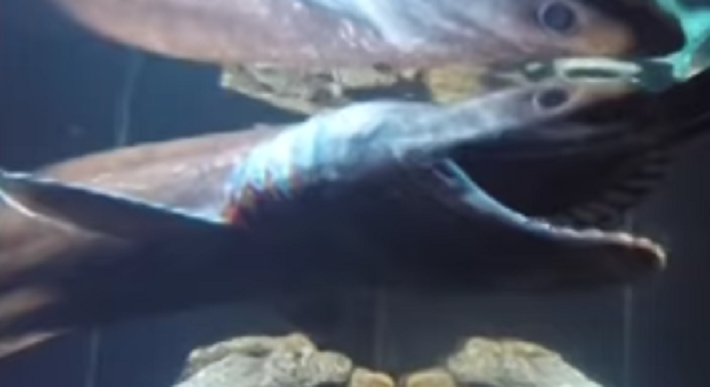 ラブカってどんな魚なの ゴジラ第1形態に似た深海サメを詳しくチェック