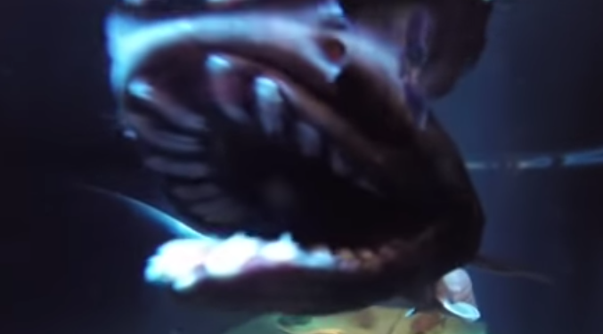 ラブカってどんな魚なの ゴジラ第1形態に似た深海サメを詳しくチェック ラブカってどんな魚なの ゴジラ第1形態に似た深海サメを詳しくチェック