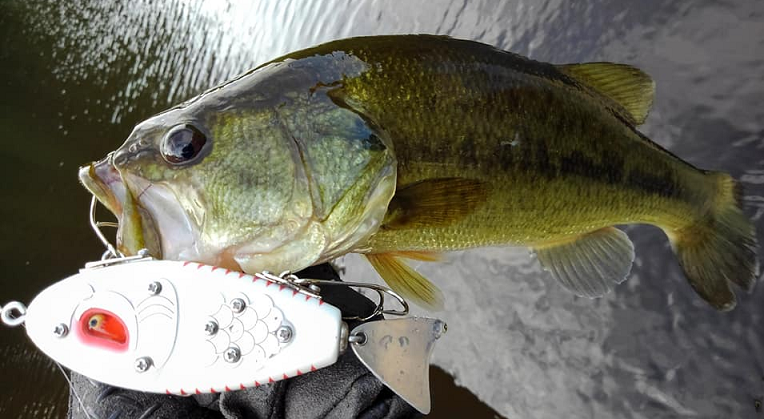 バスとルアーのアップ写真