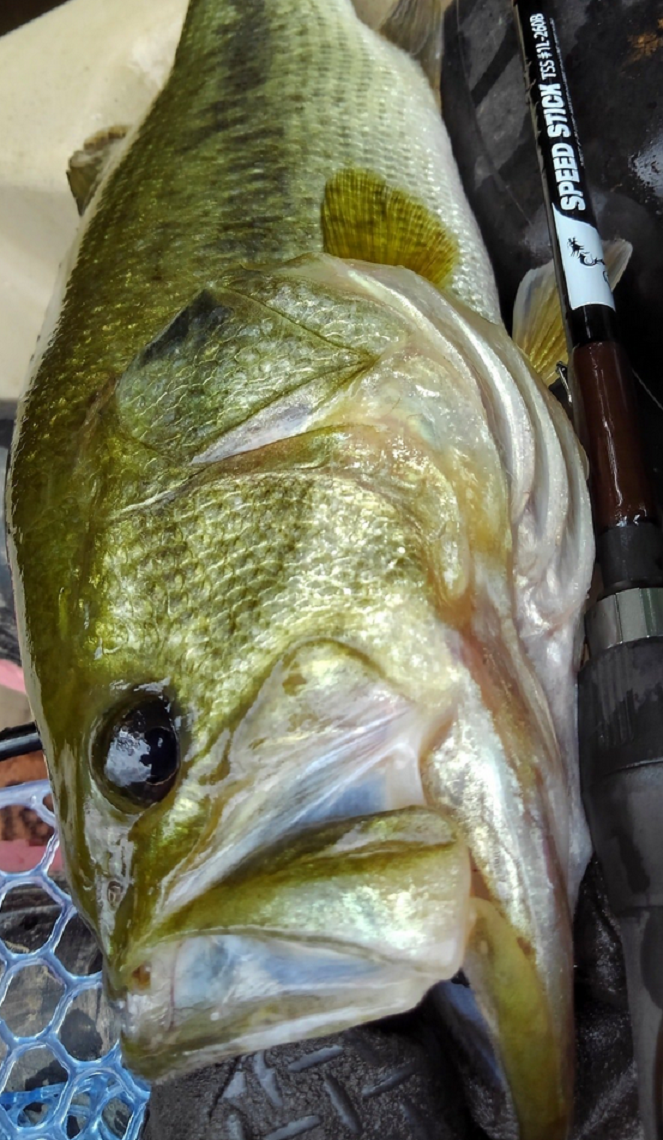 バスとロッドのアップ写真