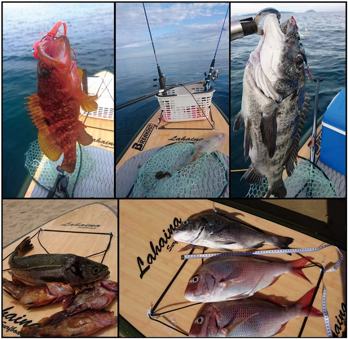 魚のアップ写真