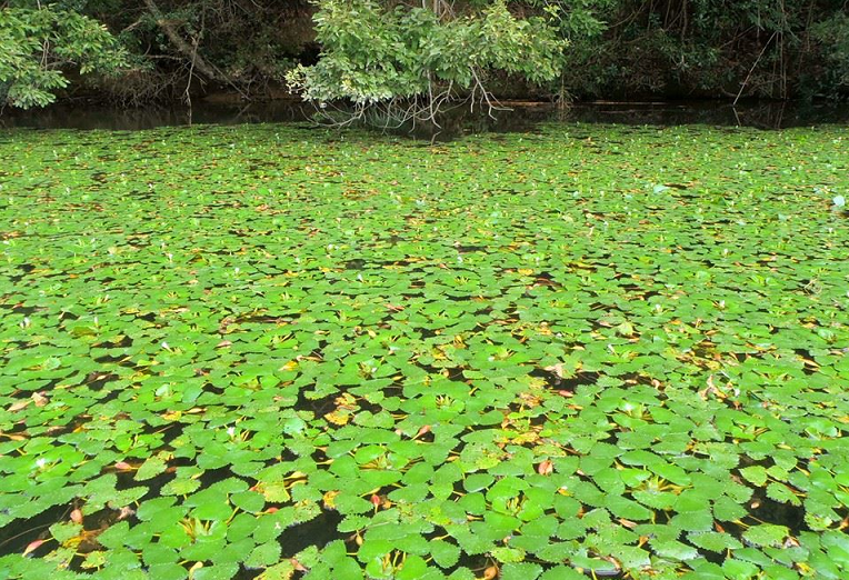 ウィードベッドのアップ写真