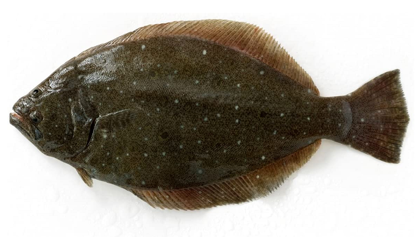 魚のアップ写真