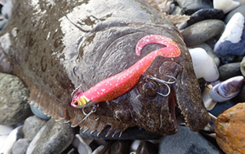 魚とルアーのアップ写真