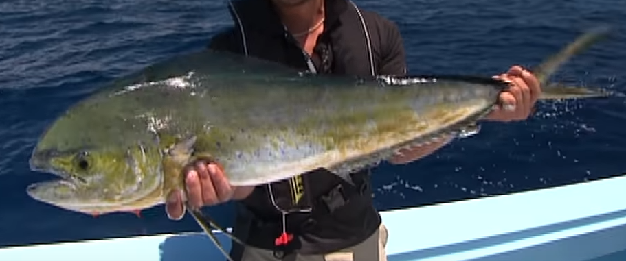 シイラの味ってどんな魚に似ているの 夏に旬を迎えるシイラ釣り特集 釣りまとめアンテナ