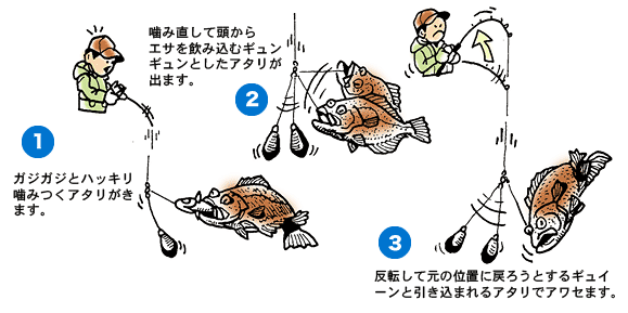 アジを使って泳がせ釣りをしてみたい おすすめの仕掛け タックルをピックアップ