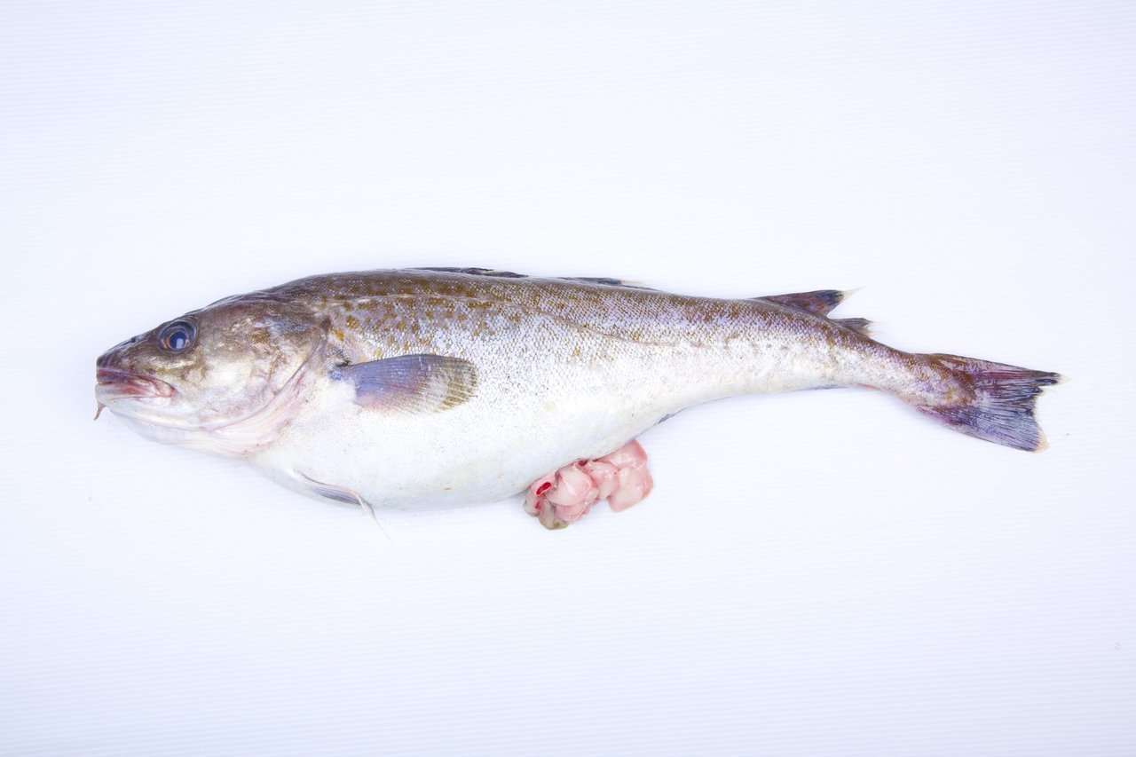 マダラを美味しく食べよう 鱈の食文化と美味しい食べ方特集