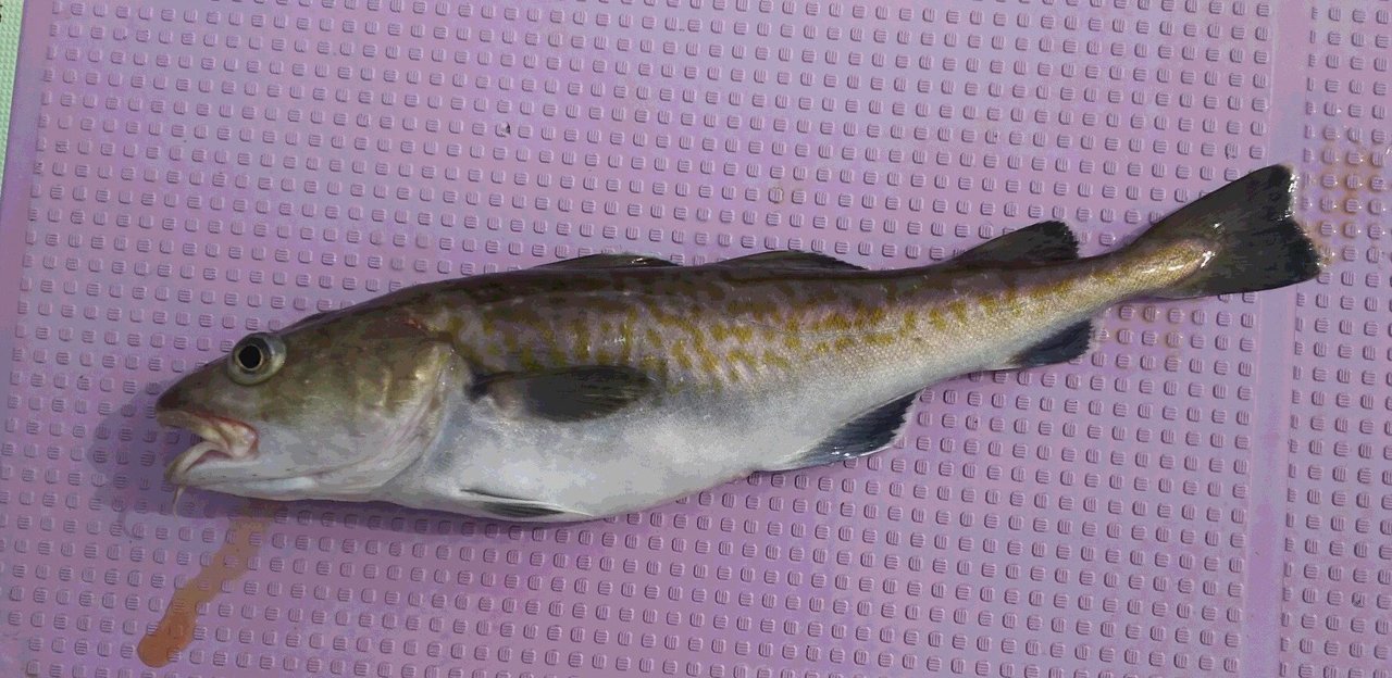 マダラが釣れたら美味しく食べよう！マダラのおすすめレシピ