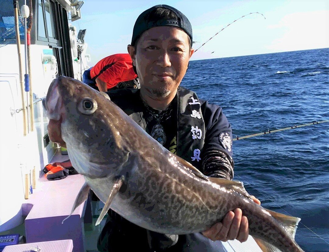 釣り上げられたマダラの写真