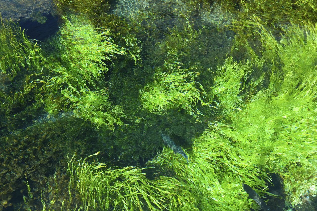 藻の写真